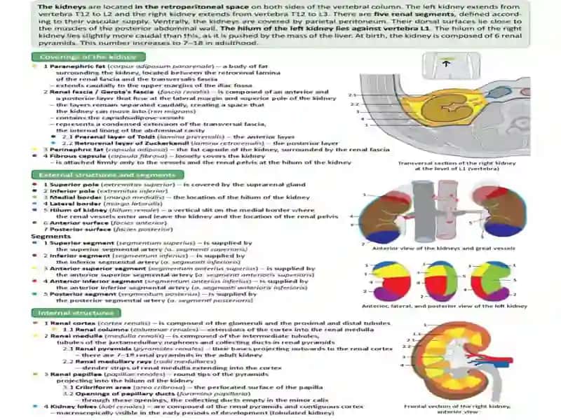 Siydik chiqarish tizimning funksional va klinik anatomiyasi. Yoshga oid o‘zgarishlari, rivojlanish anomaliyalari. Tanosil a’zolarning funksional va klinik anatomiyasi. 3