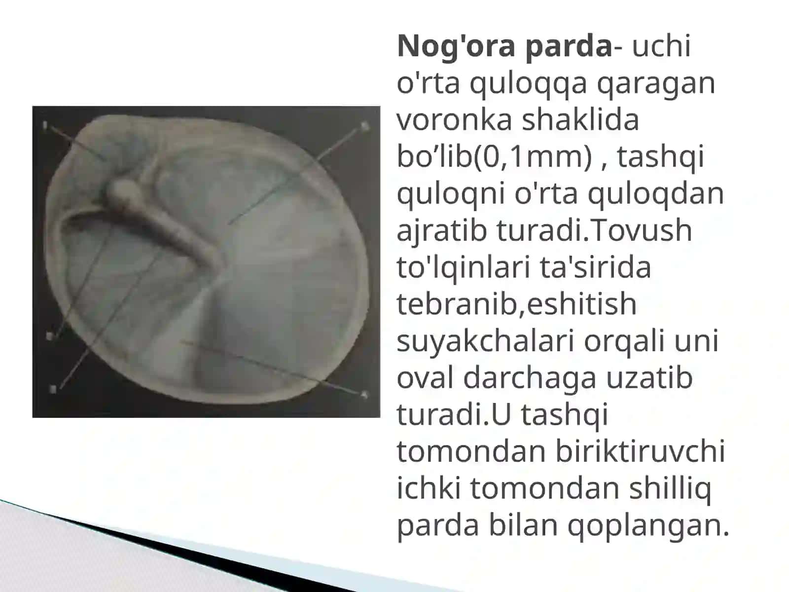 Quloqning tashqari eshituv organi 3