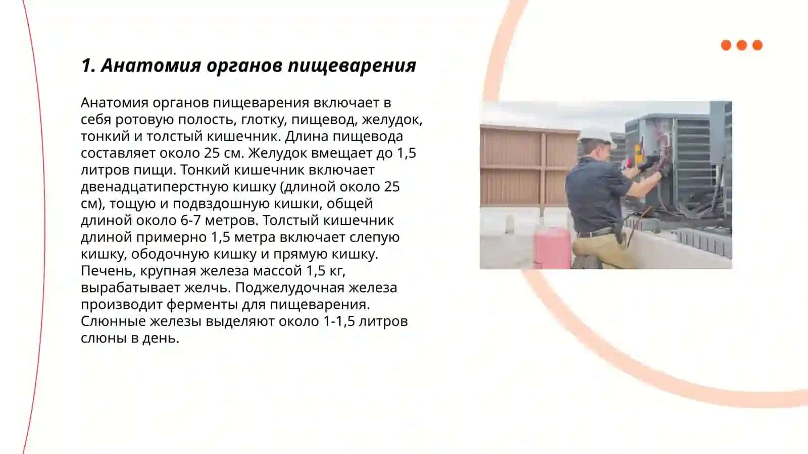 Система пищеварения 3