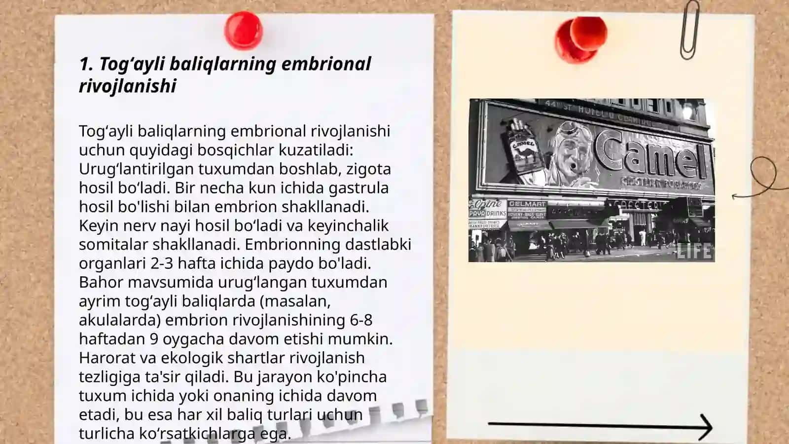 Togʼayli baliqlarning individual rivojlanish xususiyatlari 3