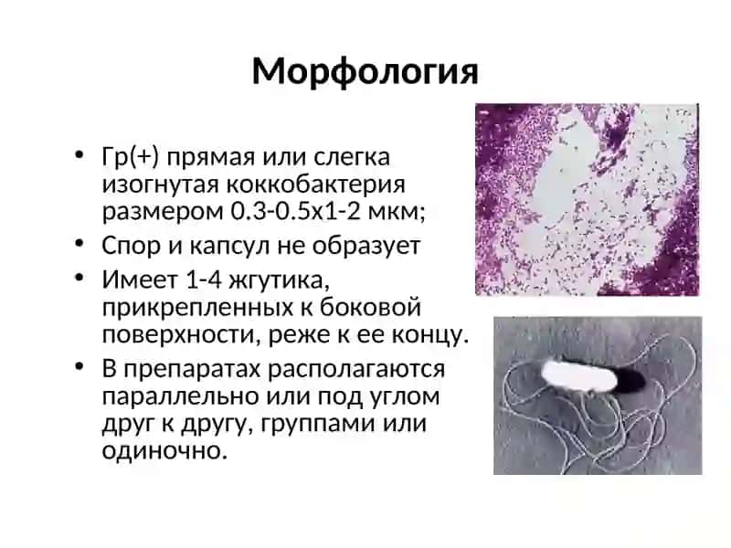 Listeria 3