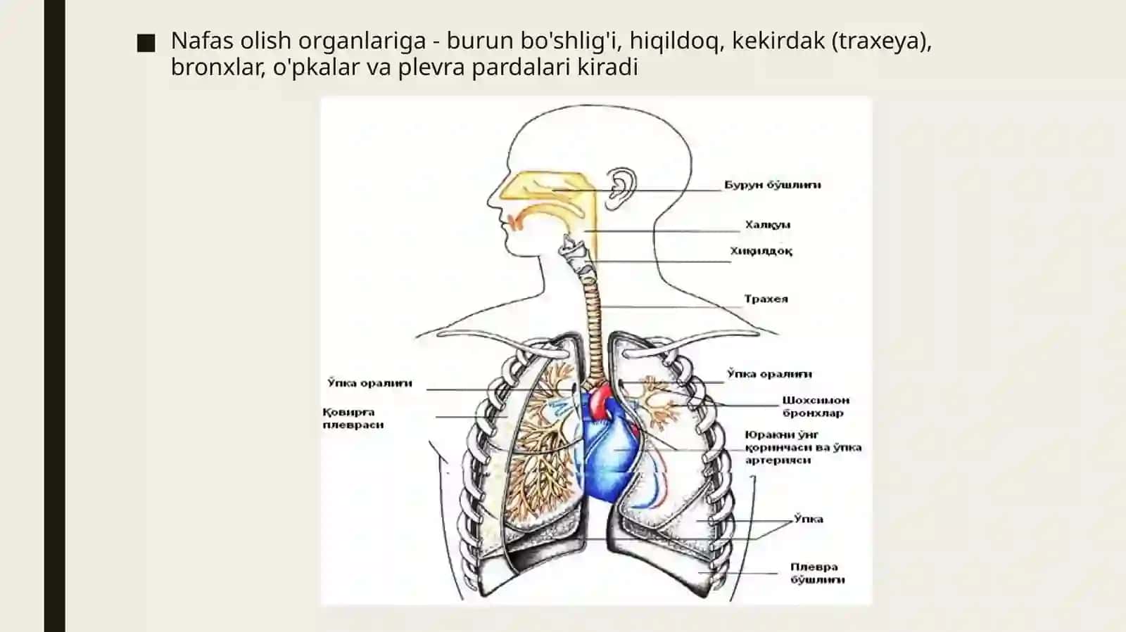 Nafas olish tizimi a’zolarining qiyosiy gistalogik tavsifi 3