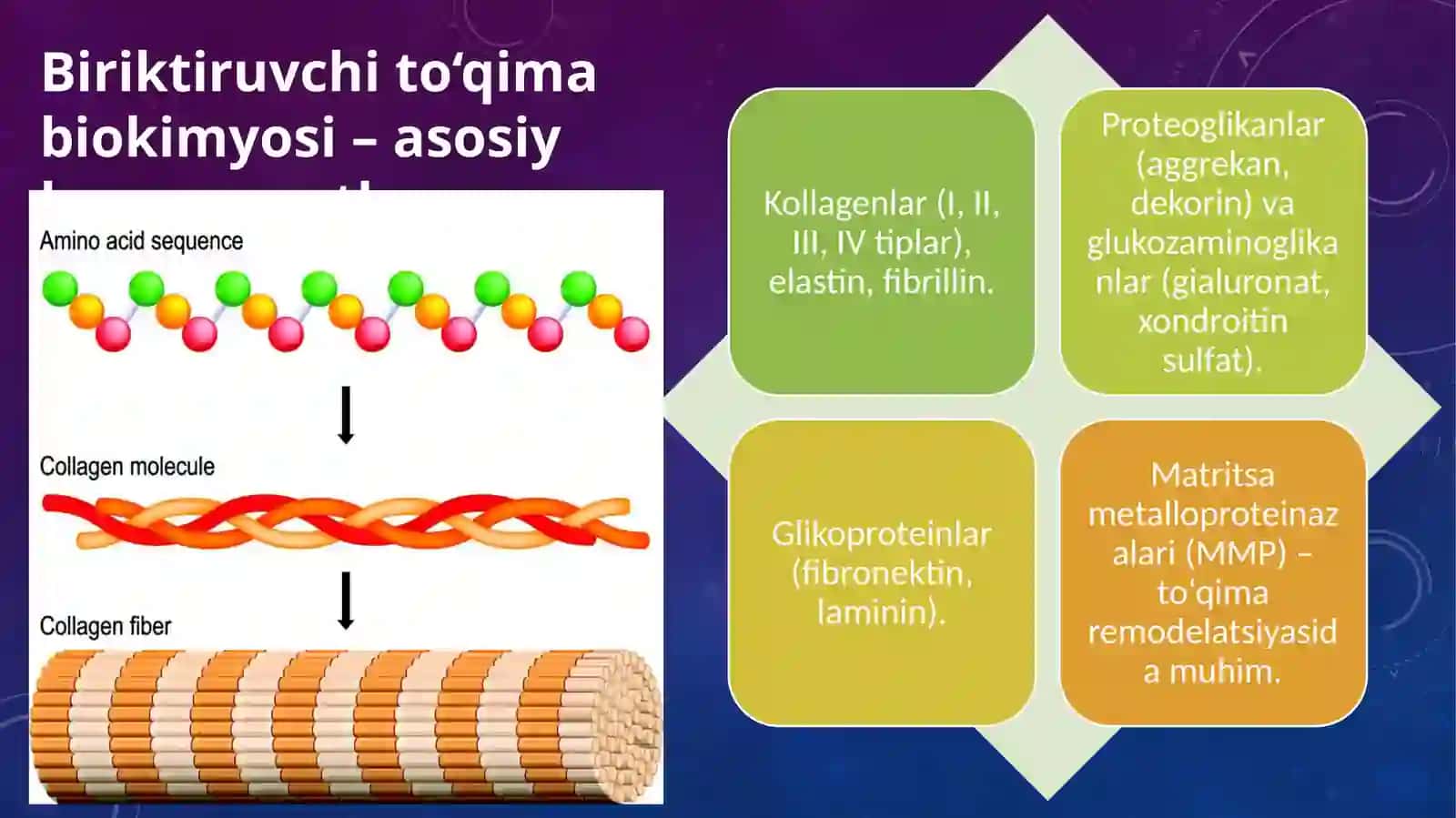 Muskullar va biriktiruvchi to‘qima biokimyosi 3