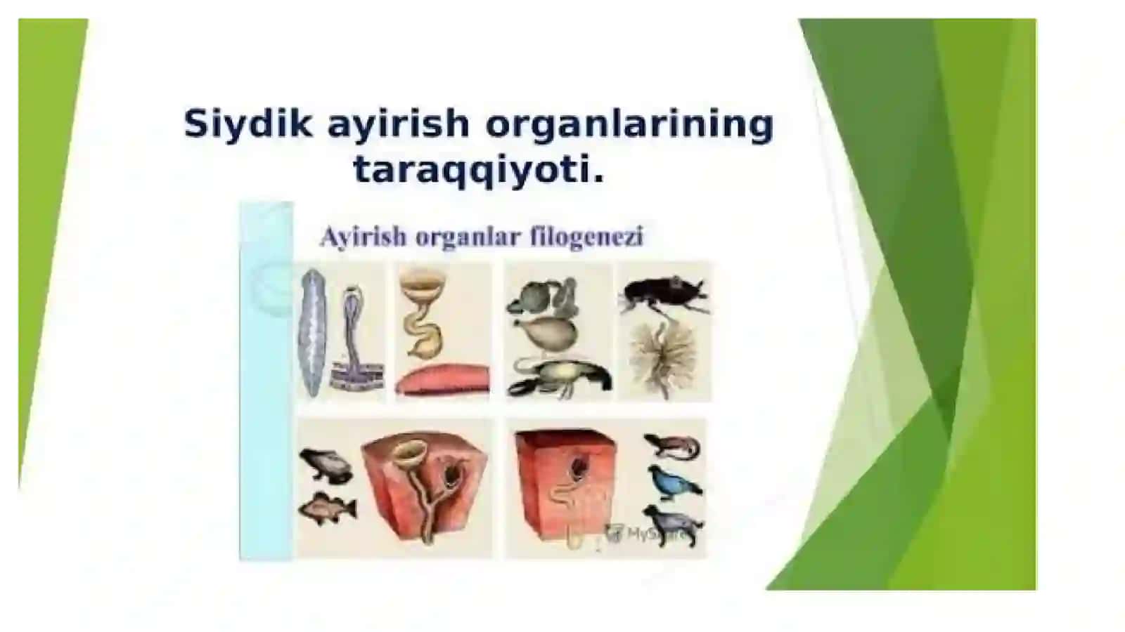 Mavzu: siydik ayirish azolaring kassaliklari 3