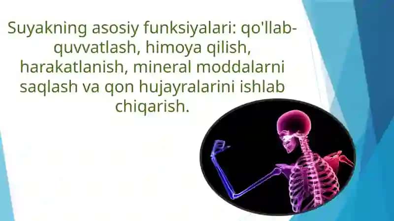 Suyakto‘qimasi 3