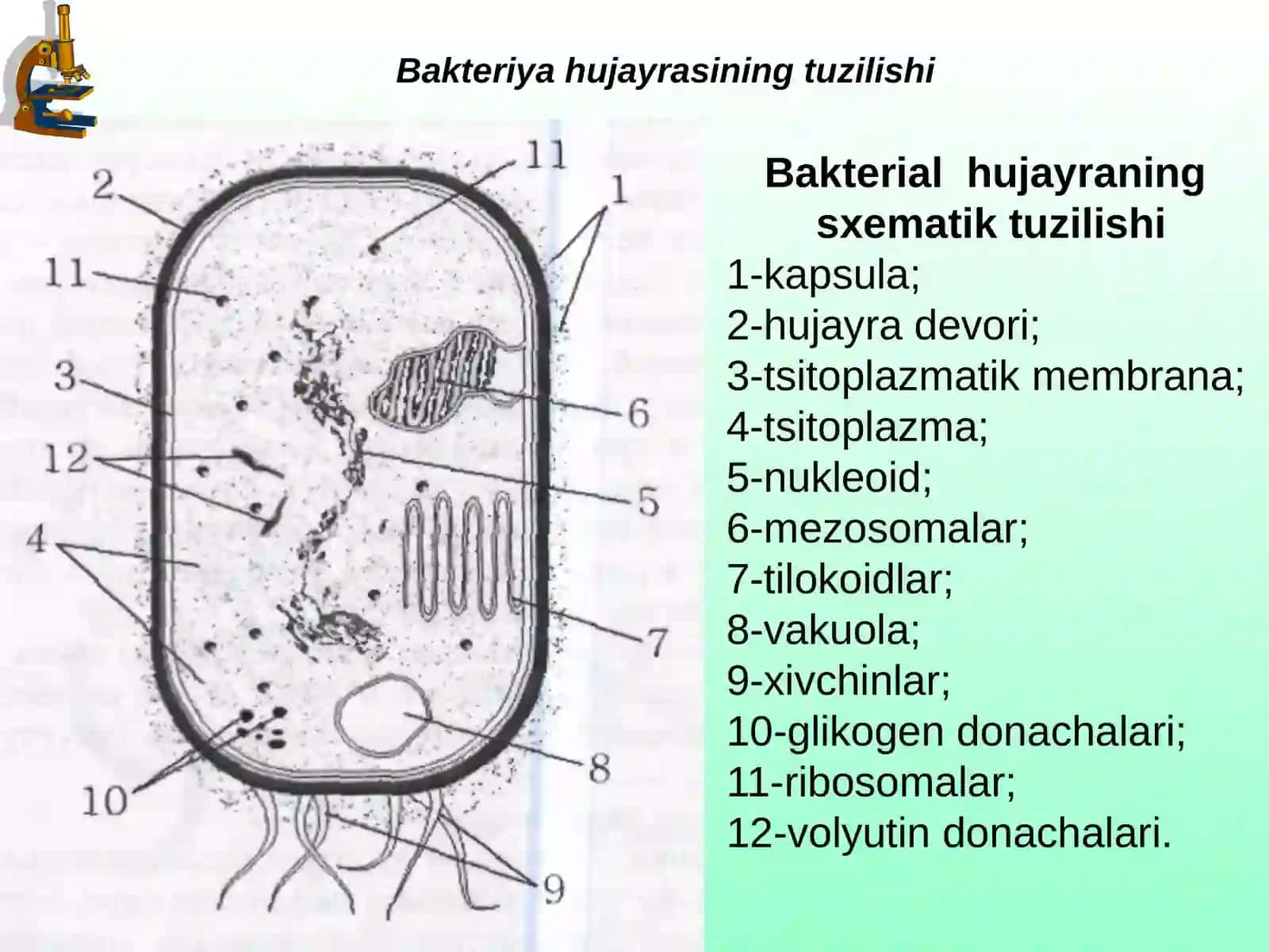 Bakteriyalarning morfologiyasi va sistematikasi 3