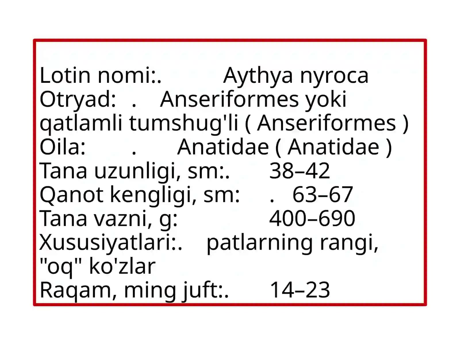 Oq ko'zli pochardAythya nyroca 3