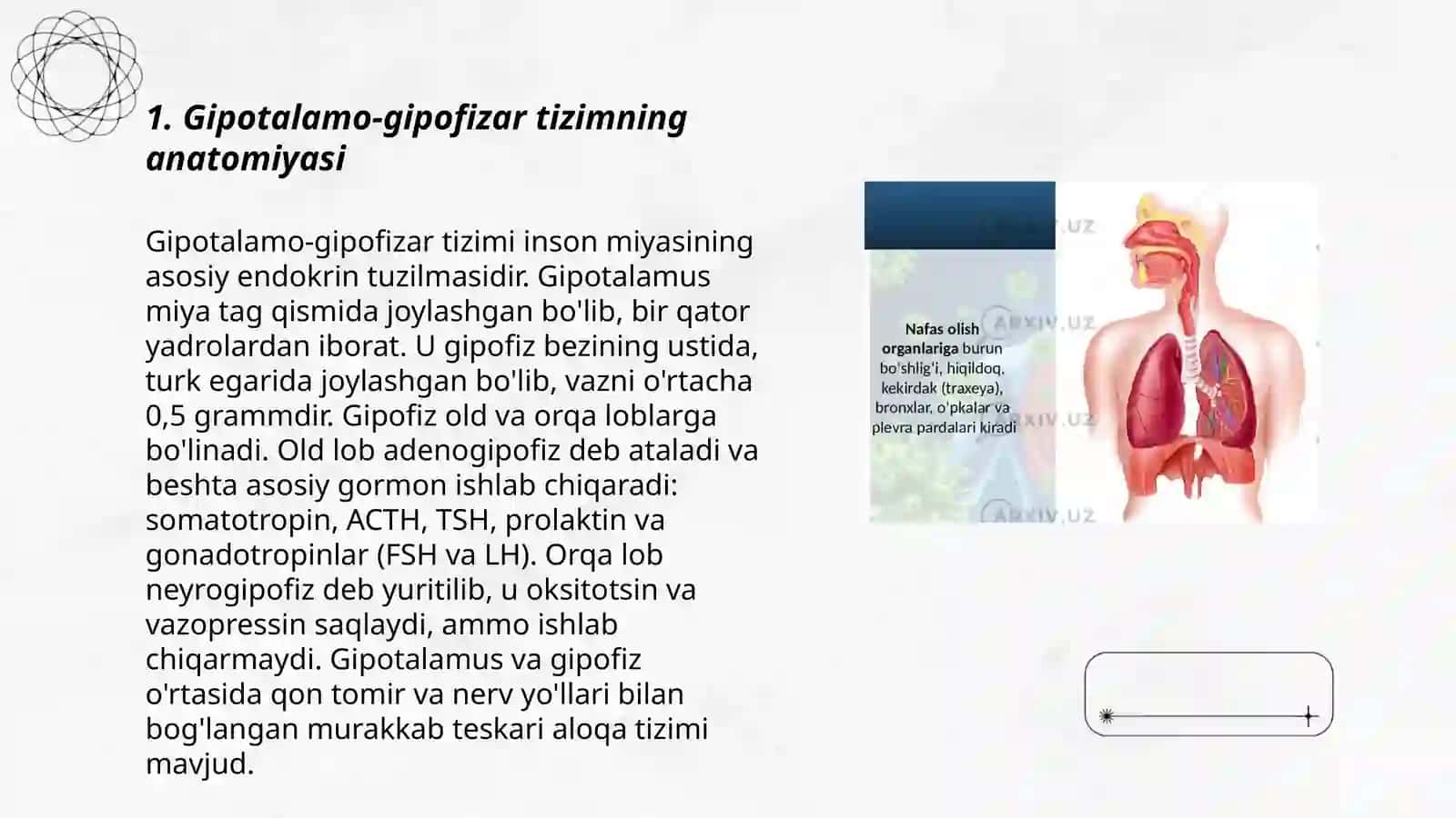 Endokrin bezlar fiziologiyasi. Gipotalamo-gipofizar tizim. Qalqonsimon va qalqon oldi bezi. Buyrak usti bezi fiziologiyasi 3