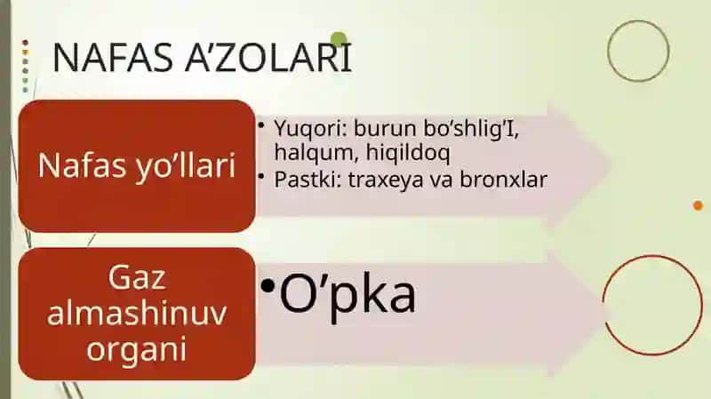 Nafas olish sistemasi anatomiyasi va vazifasi 3