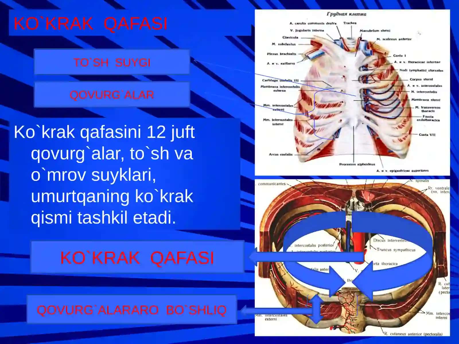 Ko`krakning klinika anatomiyasi 3