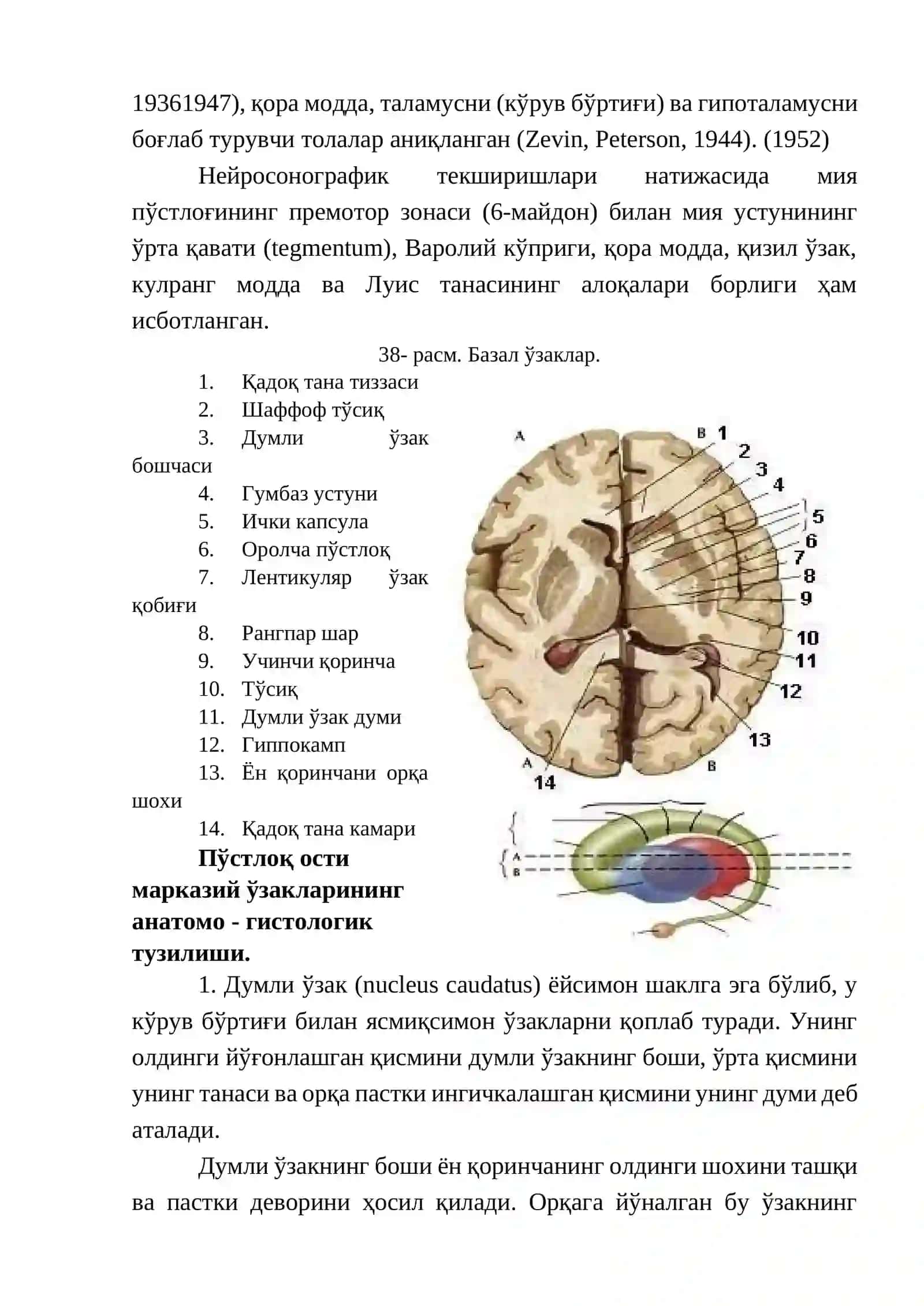 Экстрапирамида тизими - тузилиши, вазифаси, патологияси 3