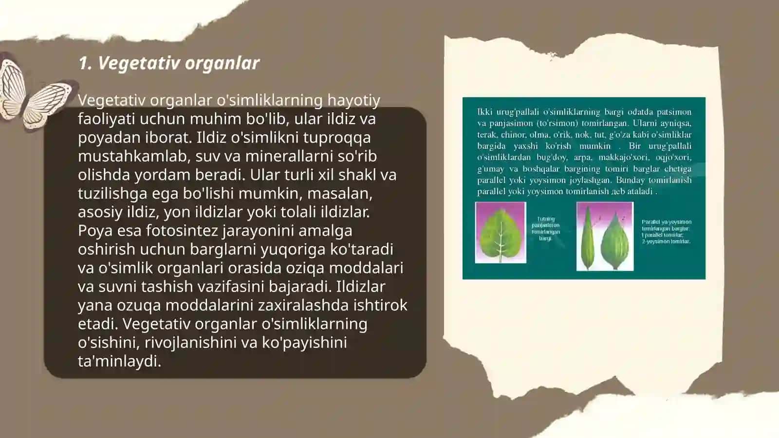 O‘simliklarning asosiy bo‘limlari va hayotiy shakllari 3