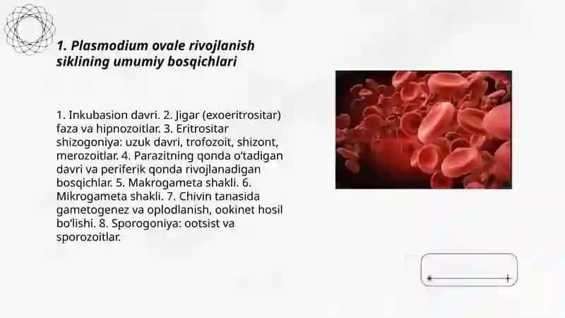 Plasmodium Ovale 3