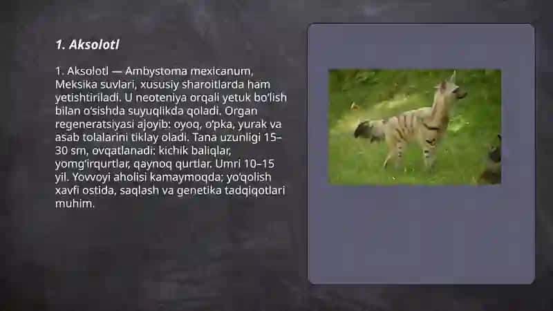 Aksolotl 3