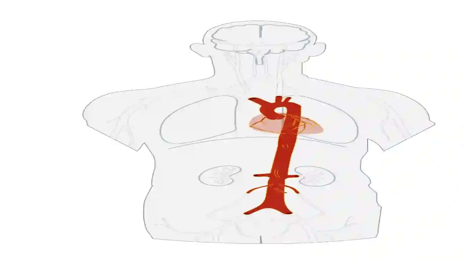 3Yurak va qon-tomir tizimi. Qon tomirlar tuzilishi. Aorta qon tomiri 3