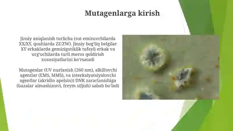 Organizmning mutagen taʼsirga chidamliligi. Tomos Morgonning xromosoma nazariyasi. Jins genetikasi Mubinabonu 3
