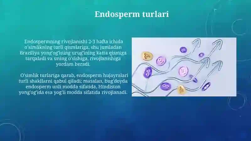 Endosperimning hosil bo’lishi va rivojlanishi 3