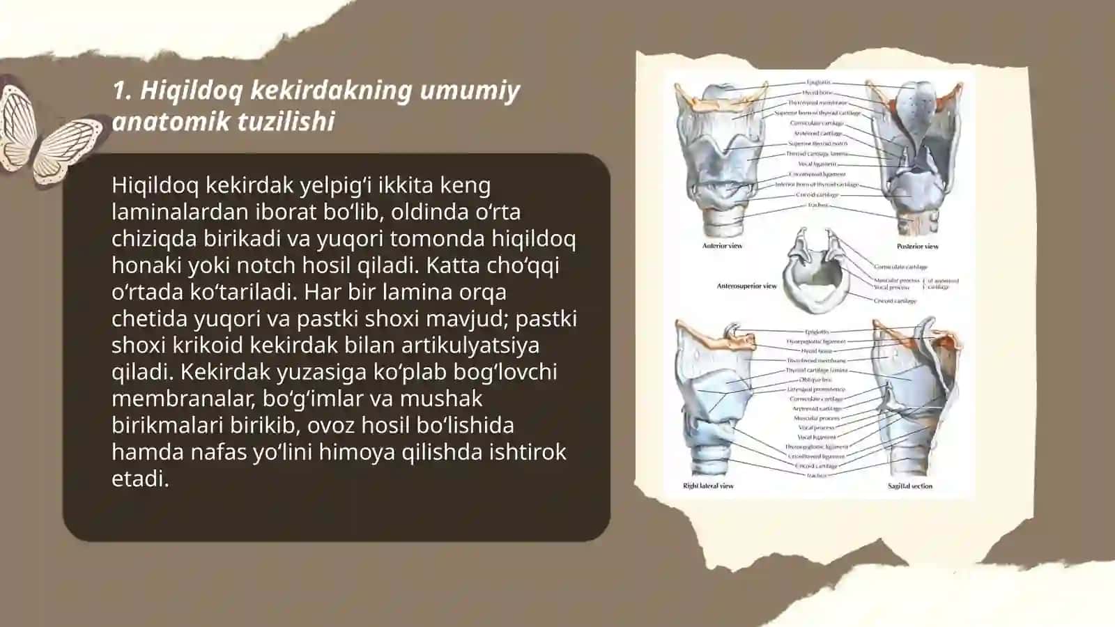 Hiqildoq kekirdak tuzilishi 3