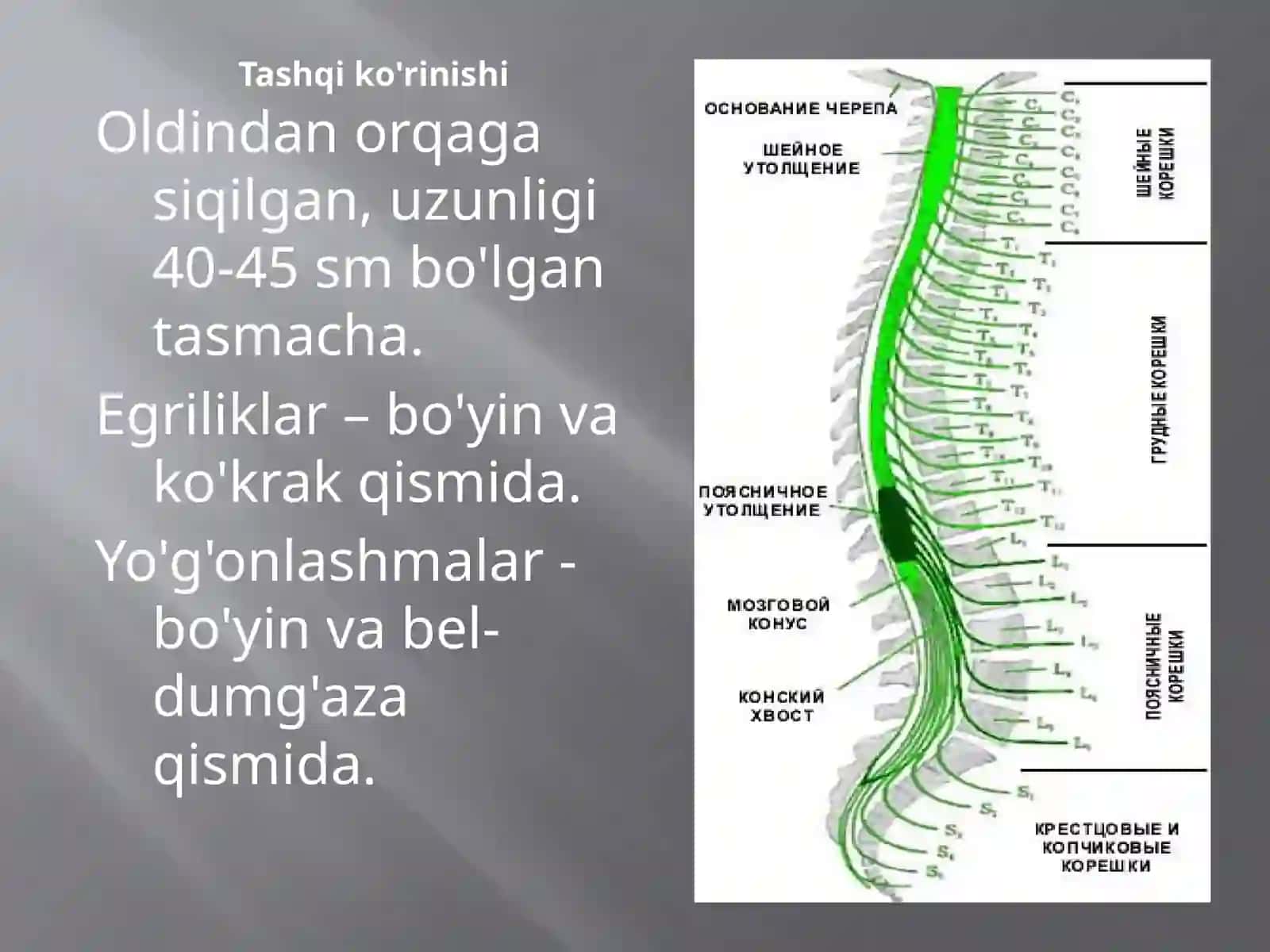Orqa miya tuzilishi va fiziologiyasi 3