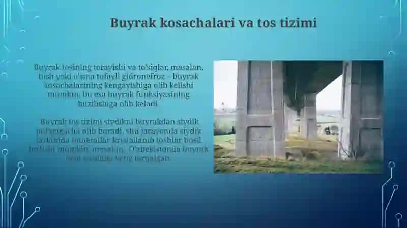 Buyrak va uning tuzilishi 3