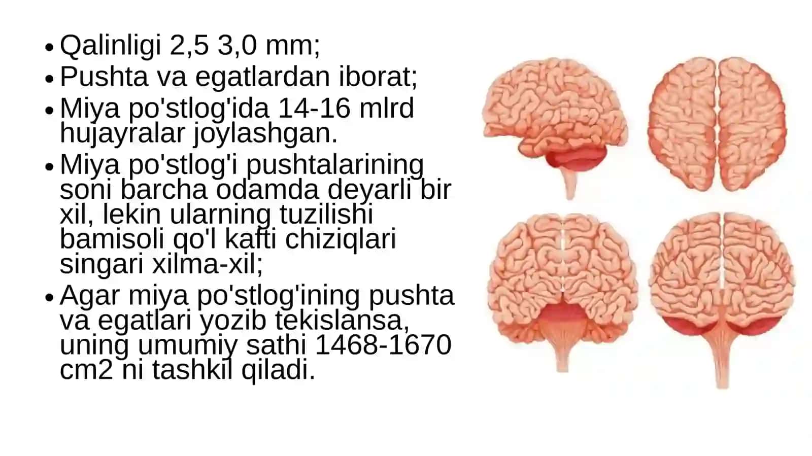 Boshmiyakattayarimsharlariningtuzilishi 3