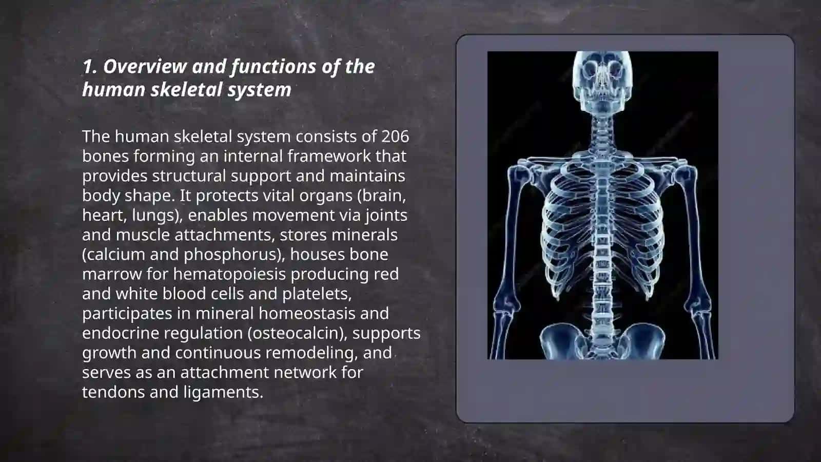 The skeletal system of a human being 3