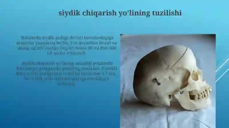 Bolalarda Siydik Ajratuv Tizimi Azolarining Anatomik Xususiyatlari 3