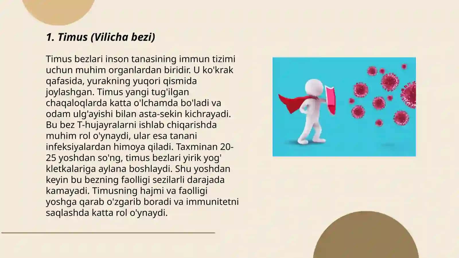Timus (Vilicha bezi) 3