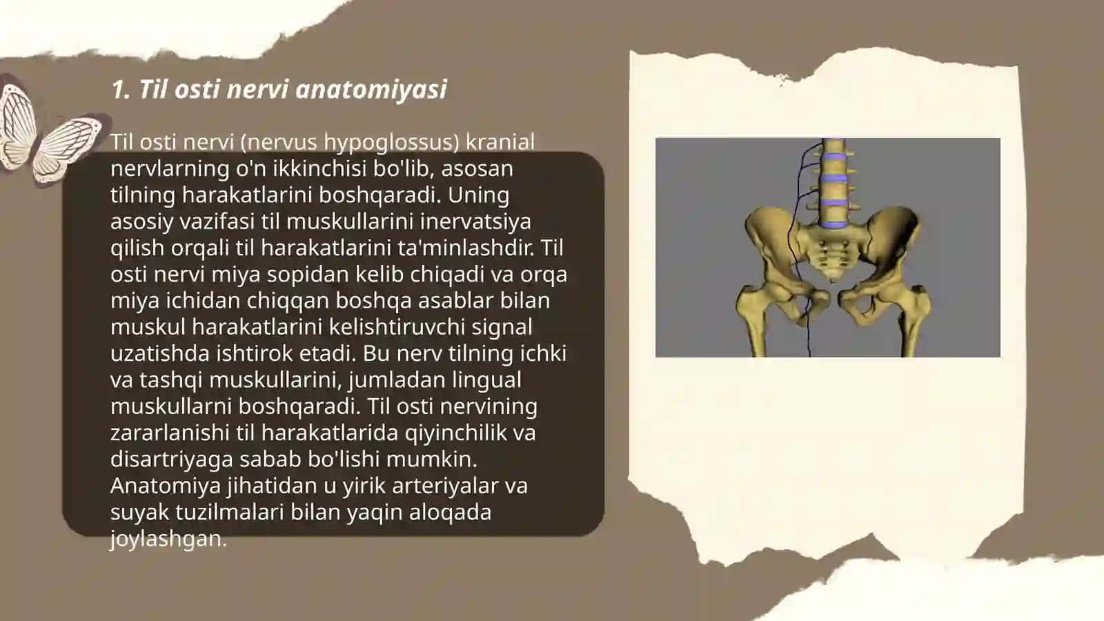 Oʻn ikkinchi nerv til osti nervi (nervus hupoglosus) 3