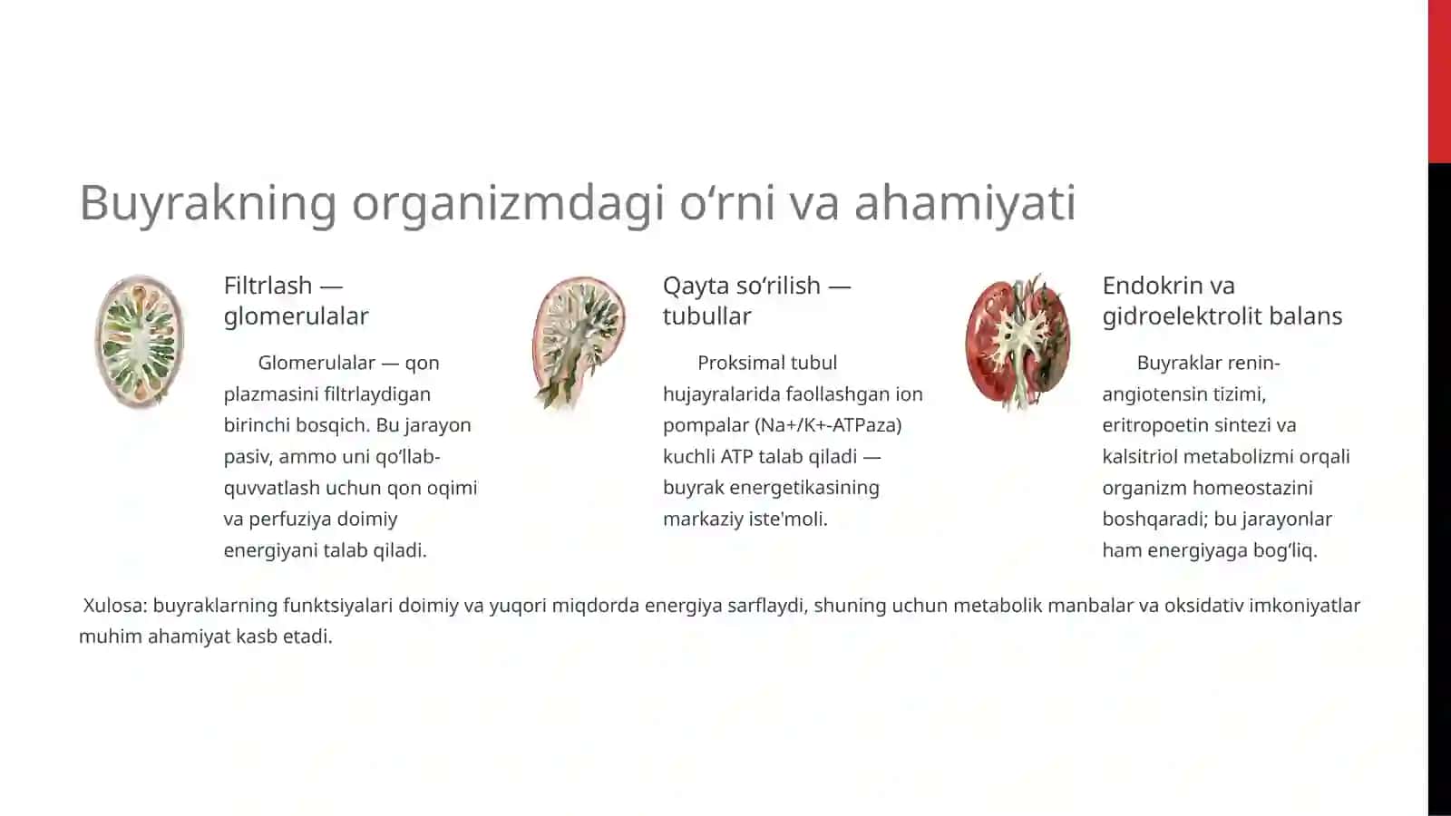 Buyrakni energiya bilan ta’minlanishining asosiy yo‘llari 3