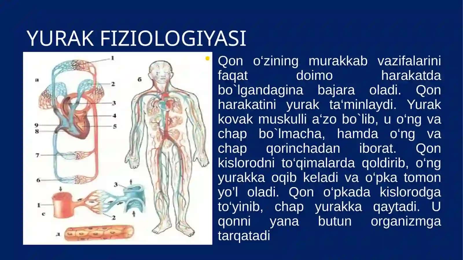 YURAK-QON TOMIRLARFIZIOLOGIYASI 3