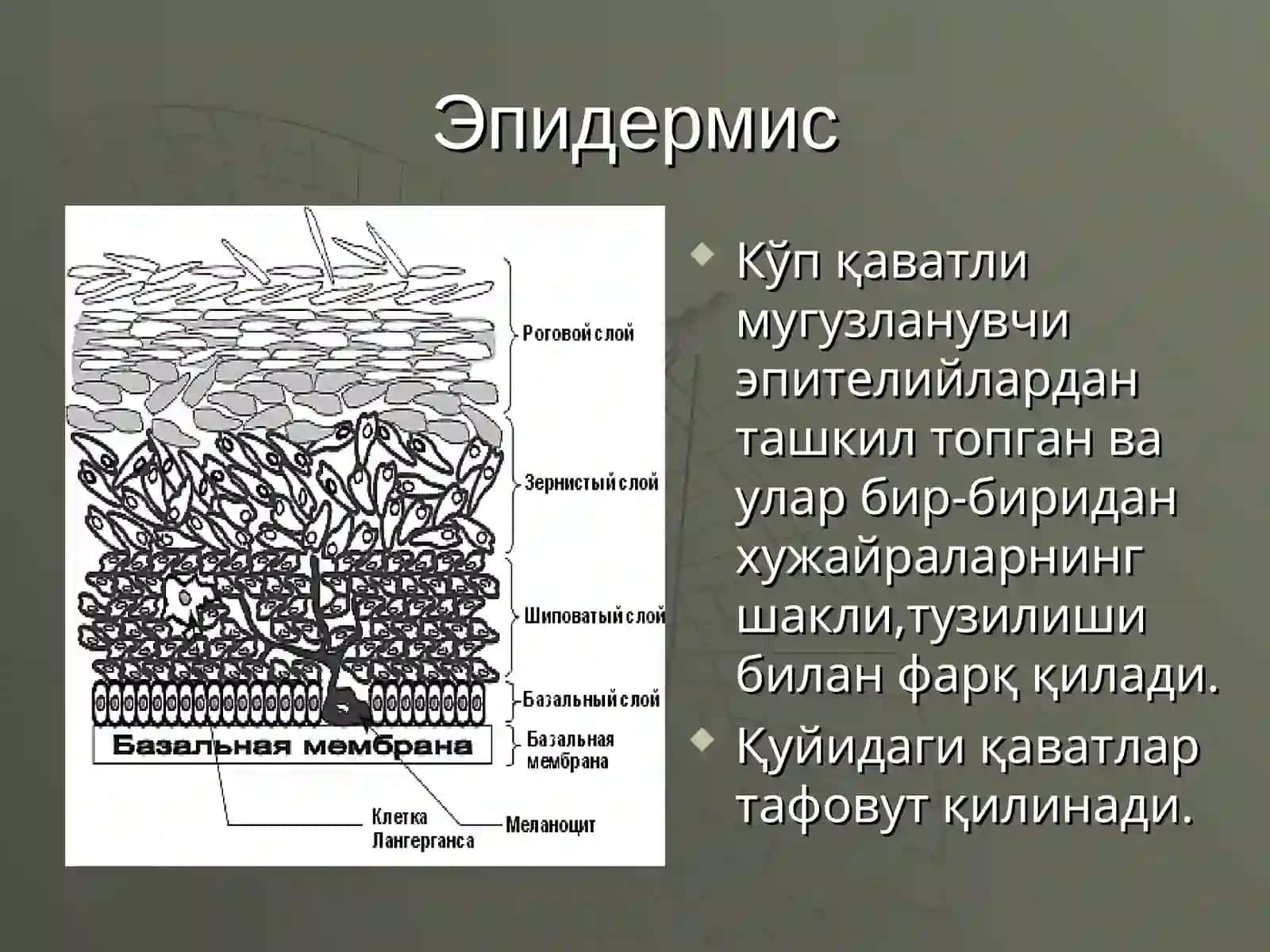 ДЕРМАТОЗЛАРНИ УМУМИЙ КЛИНИК БЕЛГИЛАРИ ВА ПАТОМОФОЛОГИЯСИ. ТЕРИ ВА ШИЛЛИК КАВАТНИНГ АНАТОМИЯСИ 3