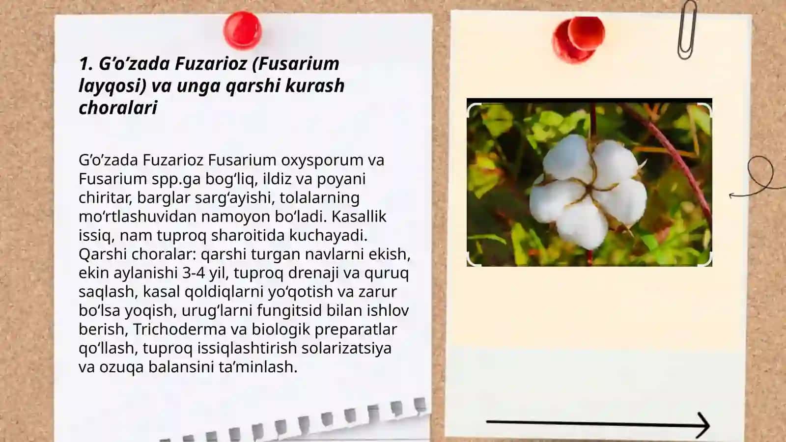 G’o’za kasalliklari va ularga qarshi kurash choralari 3
