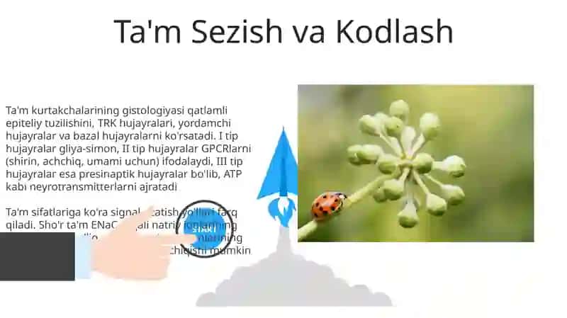 Ta'm bilish a'zosi gistologiyasi 3