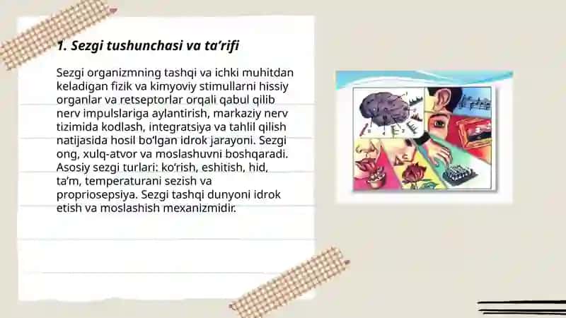 Sezgi 3