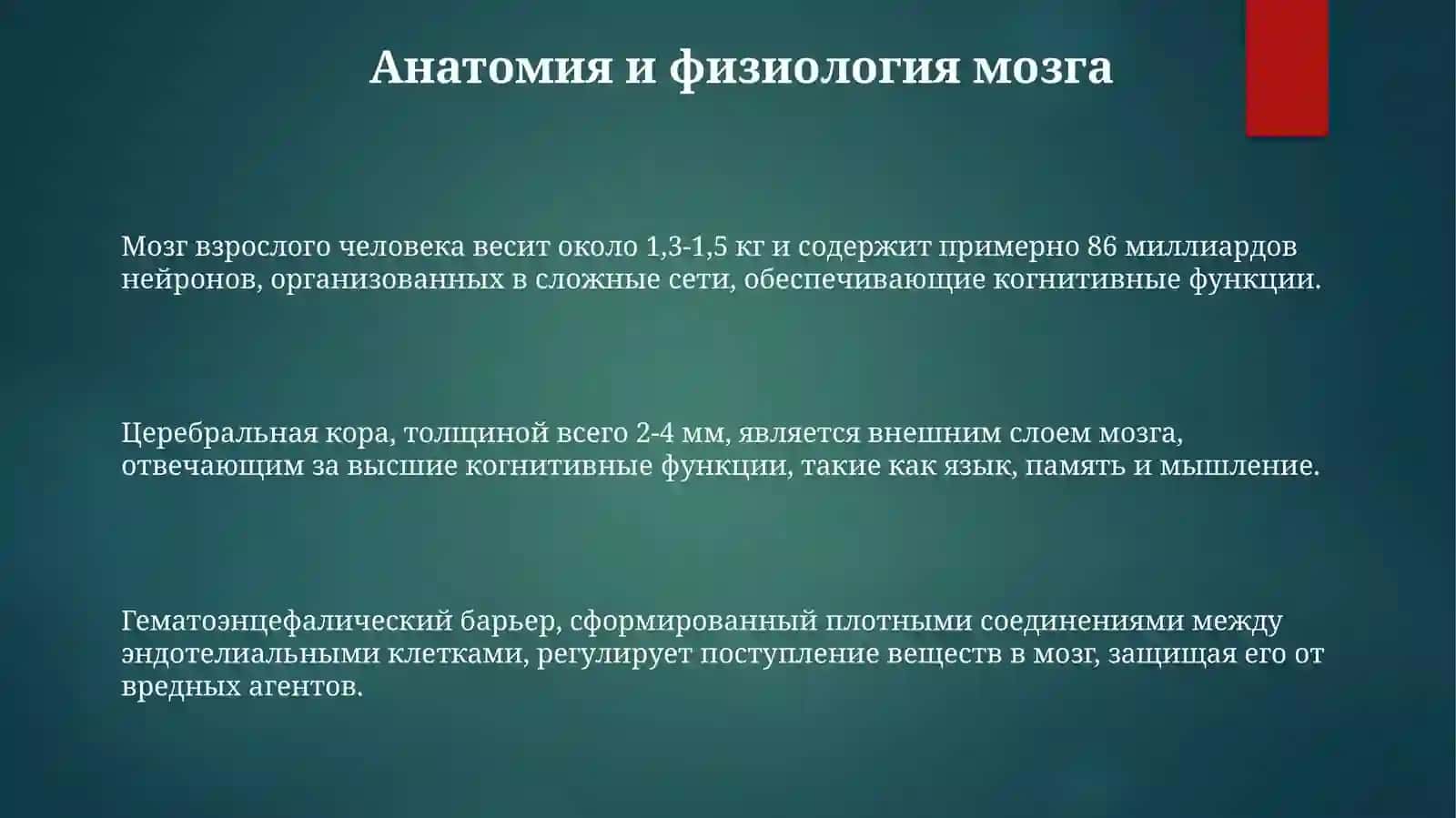 Анатомия и Физиология Мозга 3