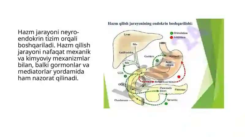 Hazmlanish jarayonining endokrin boshqariluvi. Me’da-ichak nayining endokrin hujayralari 3