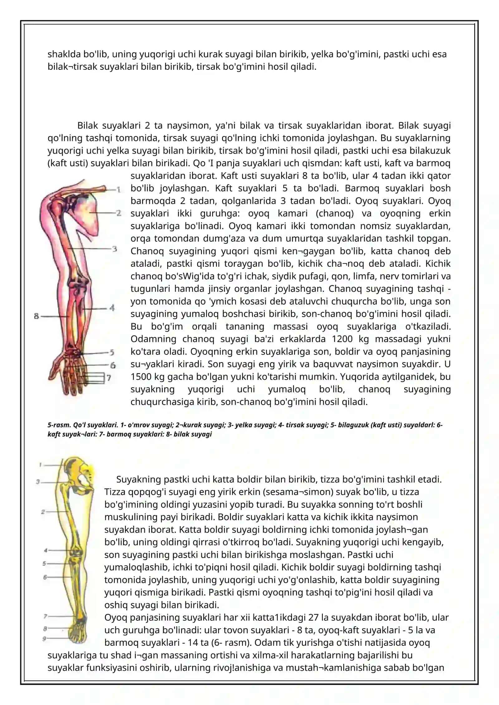 Suyak sistemasi. Odam skeleti 3