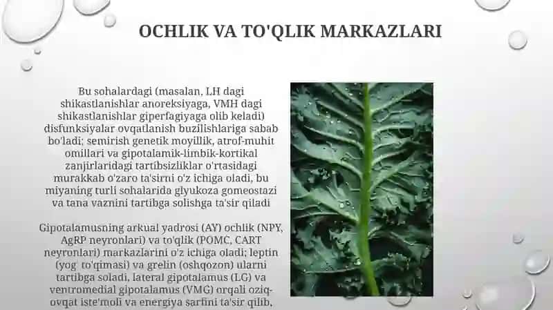Vegetativ oliy markazlar va ularning funksional ahamiyati 3