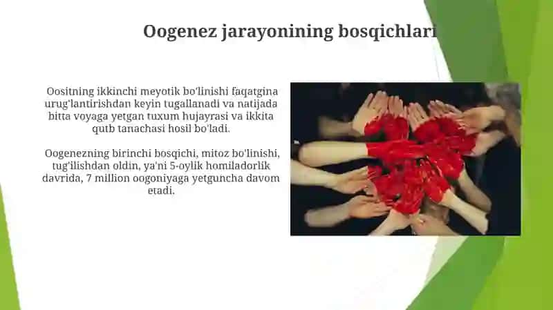 Oogenez va Spermatogenezning oʻziga xosligi 3