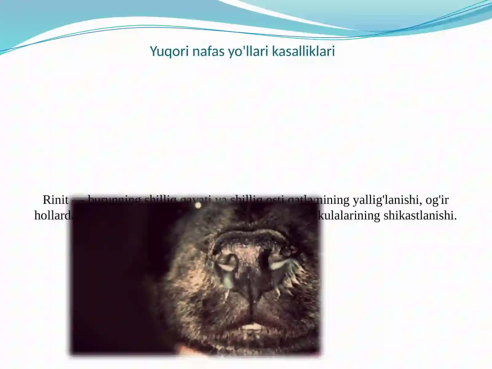 Hayvonlarda nafas yo'llari kasalliklari 3