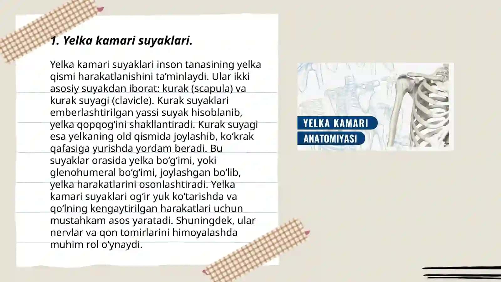 Yelka kamari va qo’l erkin qismi suyaklarining birlashuvi: xosil bolishi tuzilishi harakat oqlari va sathlari 3