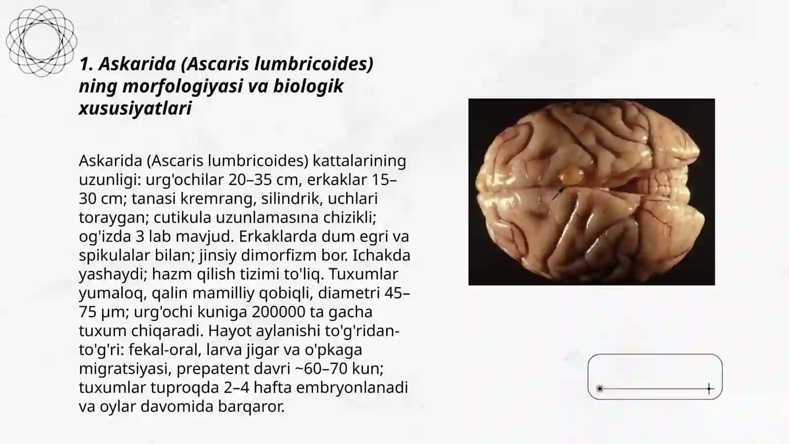 Odamlarda parazitlik qiluvchi yumaloq chuvalchanglar: askarida, ostritsa qilbosh chuvalchang 3