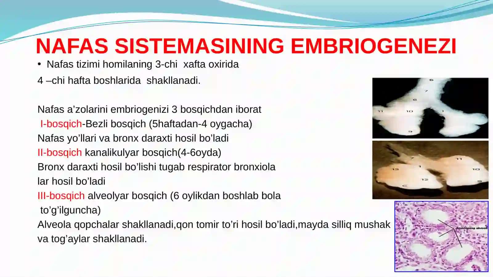 BOLALAR NAFAS TIZIMINING ANATOMO-FIZIOLOGIK XUSUSIYATLARI.YUQORI NAFAS YO’LLARI 3