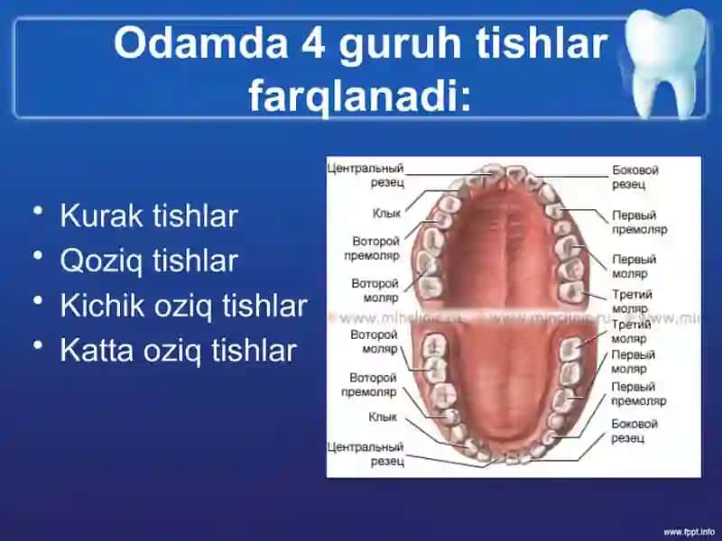 Kichik oziq tishlar – Premolyar tish 3