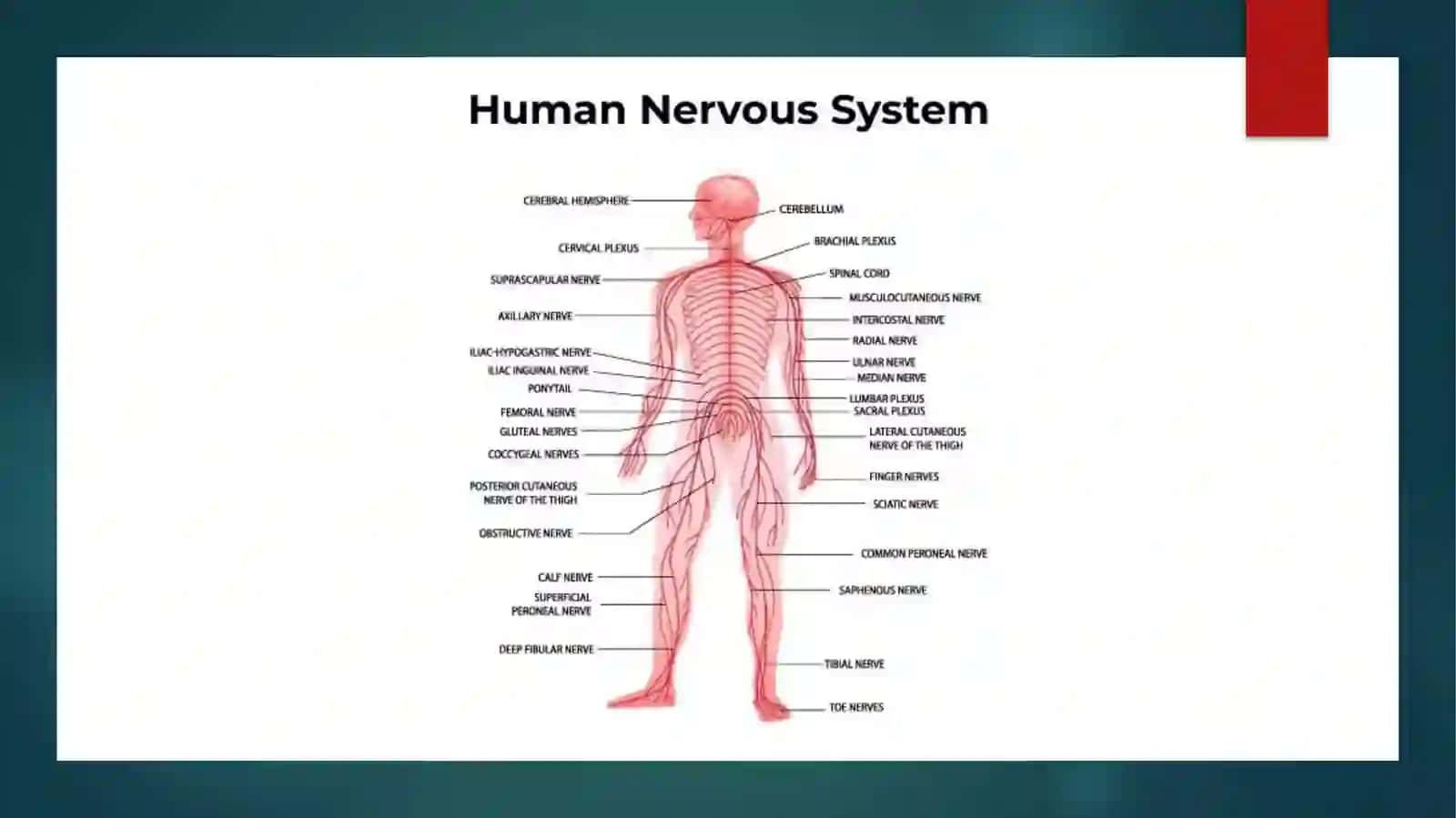 Nervous system 3