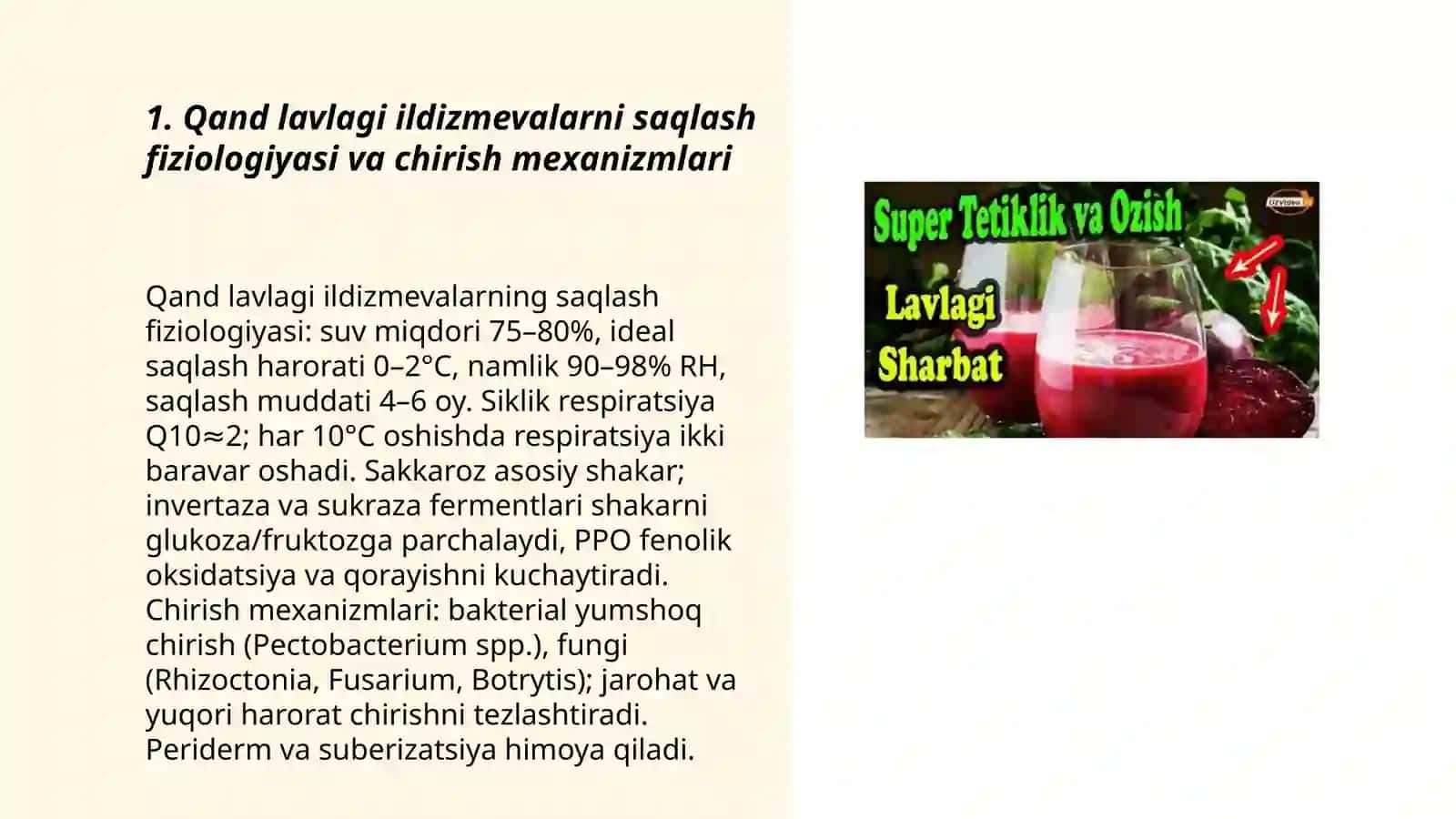Qand lavlagi ildizmevalarni saqlashning istiqbolli va resurs tejamkor usuli 3
