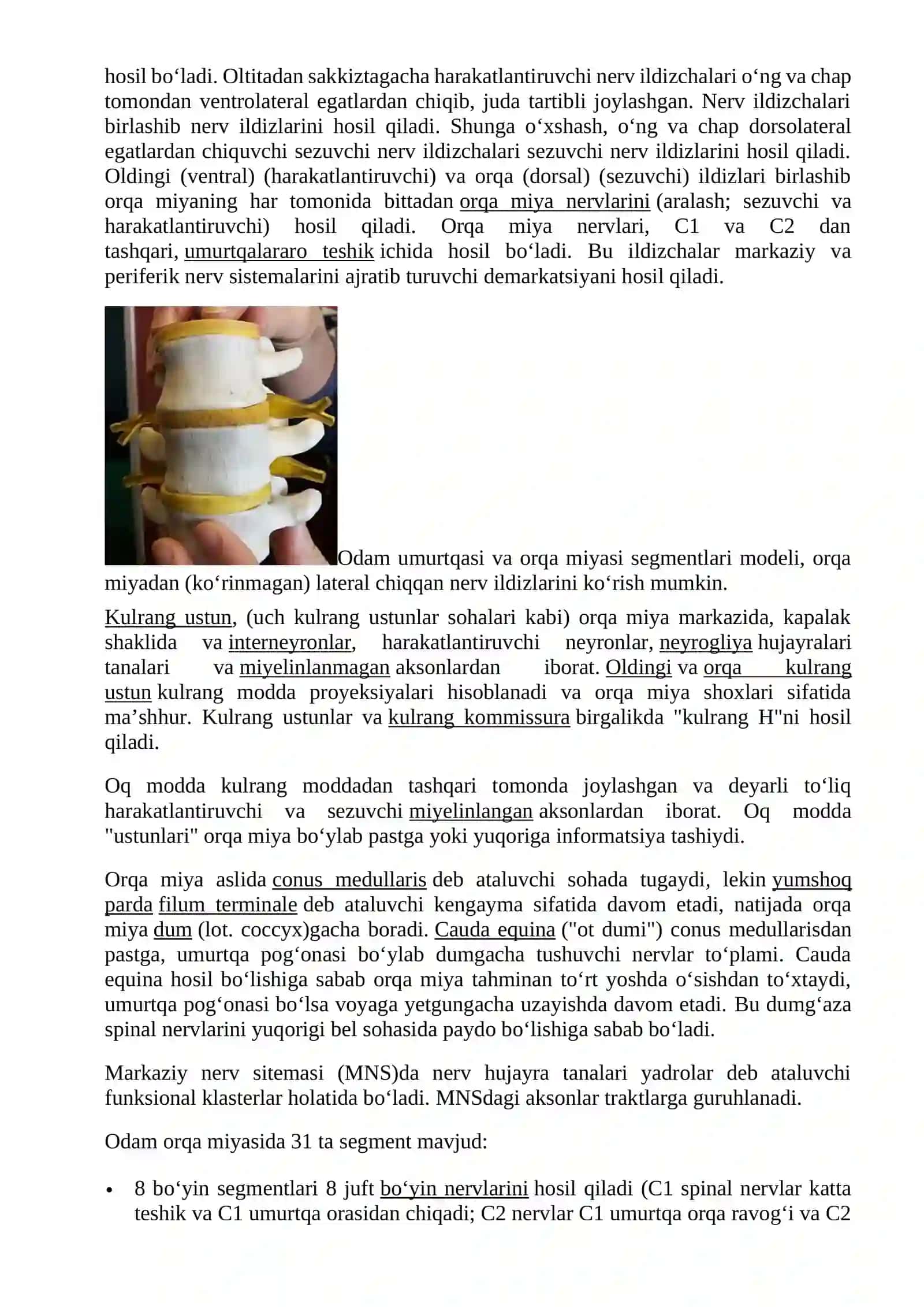Orqa miyaanatomiyasi, fiziologiyasi 3
