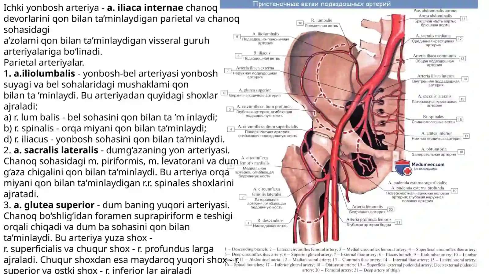 Ichki va tashqi yonbosh arteriyalari. Son arteriyasi.Boldir arteriyalari. Oyoq panja arteriyalari 3