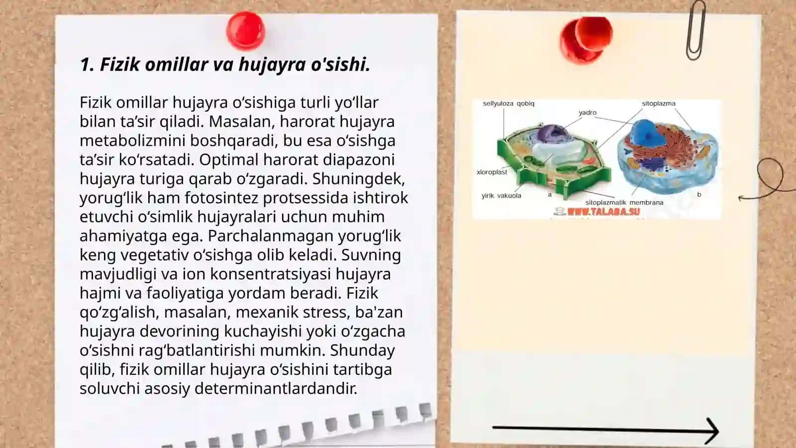 Fizik omillar va hujayra o'sishi 3